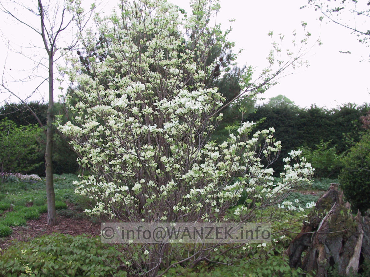Cornus florida 2.JPG